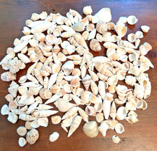 Lot small shells for sale  Monroe