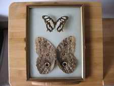 Antique caligo eurilochus d'occasion  Expédié en Belgium