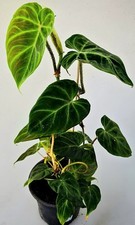 Schöner philodendron verrucos gebraucht kaufen  Bielefeld