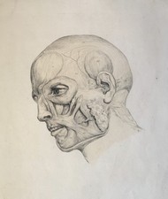 Disegno anatomico xix usato  Italia
