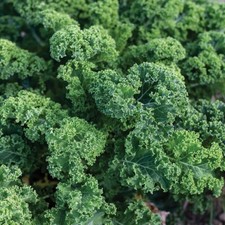 Kale plants dwarf for sale  EVESHAM
