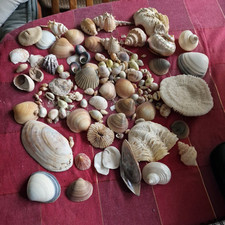 Natural shells seashells for sale  TORQUAY