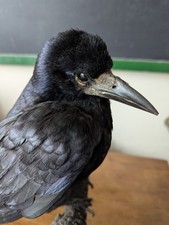 Taxidermy rook crow for sale  ST. LEONARDS-ON-SEA