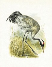 Kranich kranichvögel kunstdru gebraucht kaufen Kranich kranichvögel kunstdru gebraucht kaufen  Berlin