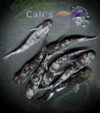 freshwater fish for sale  Garden Grove