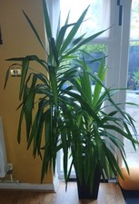 Large yukka plants for sale  LONDON