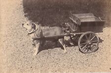 Photo chien attelé d'occasion  La Crau