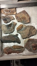 Lot trilobites ordovicien d'occasion  Châteaubriant