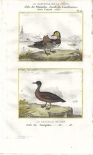 Stampa antica anatre usato  Lecco