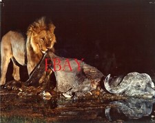 Lion griffe dent d'occasion  L'Haÿ-les-Roses