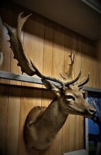 Outstanding shoulder mount for sale  Corpus Christi