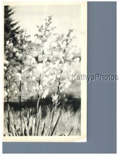Found photo 7756 for sale  Lakewood