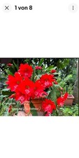 Epiphyllum noid grosse gebraucht kaufen  Würselen