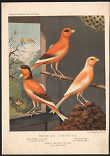 1880 original lithograph d'occasion  Expédié en Belgium