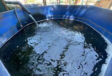 Large professional koi for sale  CREDITON