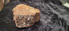 trees specimen for sale trees specimen for sale Canadensis