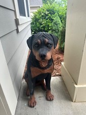 rottweiler statue for sale rottweiler statue for sale Harrisburg