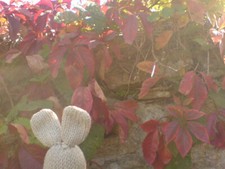 One virginia creeper for sale  BRIDPORT