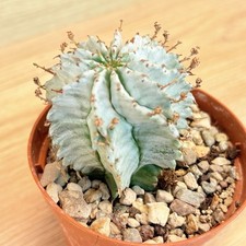 Euphorbia horrida snow usato  Baranzate