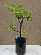 Jujube chinese bonsai for sale  Westminster
