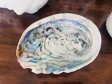 Abalone shell coastal for sale  DONCASTER