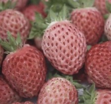 Rare plants fraises d'occasion  Aubenas