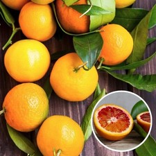 Citrus clementina rubino d'occasion  Pouzauges