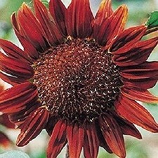 Graines tournesol chocolat d'occasion  Sabres