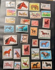 Fine used horses for sale  BRIDGNORTH