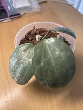 Hoya latifolia silver gebraucht kaufen  Regensburg