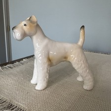 Wire haired fox for sale  Fishers