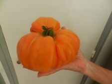 Tomate ananas graines d'occasion  Pleumeur-Bodou
