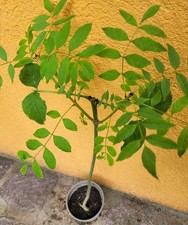 Gemeine esche baum gebraucht kaufen Gemeine esche baum gebraucht kaufen  Radebeul