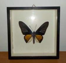 Troides rhadamantus palawan gebraucht kaufen  Ingolstadt