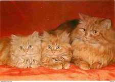 Animaux chats perser d'occasion  Fruges