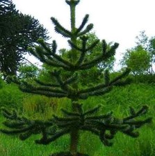 Monkey puzzle tree for sale  LIVERPOOL