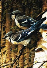 Blue jay vintage for sale  DEREHAM