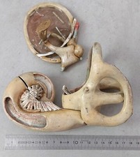Modèle anatomie oreille d'occasion  Rueil-Malmaison