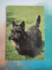 Scottish terrier alte gebraucht kaufen  Borna