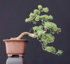 bonsai giapponese usato  Cison di Valmarino