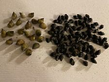 Periwinkle nassarius live for sale  USA