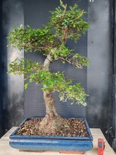 Bonsai olmo cinese usato  Frosinone