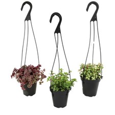 Hanging succulents 3.5 for sale  Cedar Rapids
