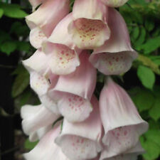 Digitalis purpurea apricot for sale  Shipping to Ireland