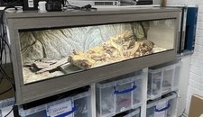 Custom vivarium ideal for sale  POTTERS BAR