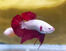 Maschio betta splendens usato  Tivoli