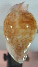 Cypraea hesitata hyper usato  Italia