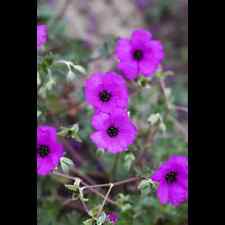 Geranium cinereum subcaulesc gebraucht kaufen  Deutschland