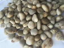 10lb decorative polished for sale  Fremont