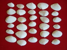 Sandklaffmuscheln stsee usedom gebraucht kaufen  Torgau